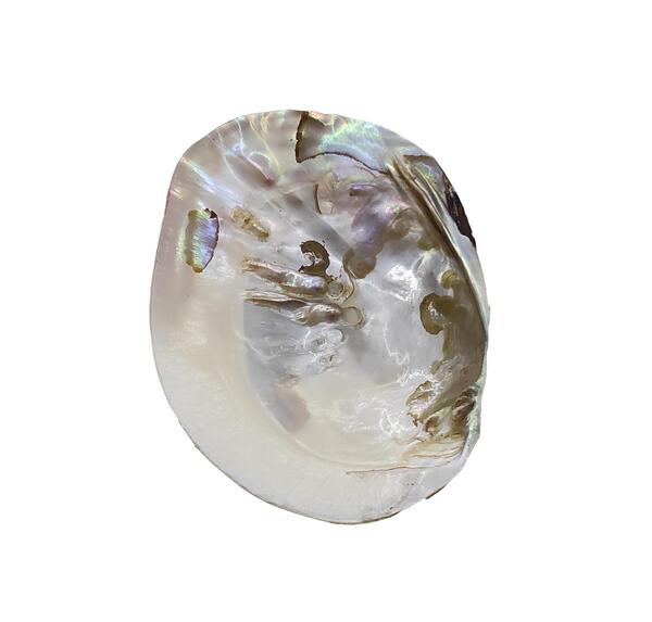 عکس صدف مروارید ساز