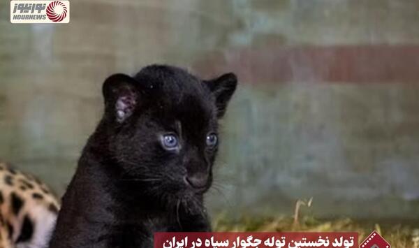 عکس پلنگ سیاه در ایران