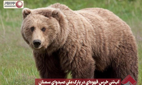 عکس پلنگ سیاه در ایران