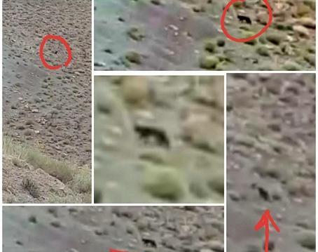 عکس پلنگ سیاه در ایران