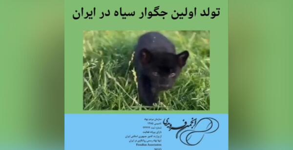 عکس پلنگ سیاه در ایران