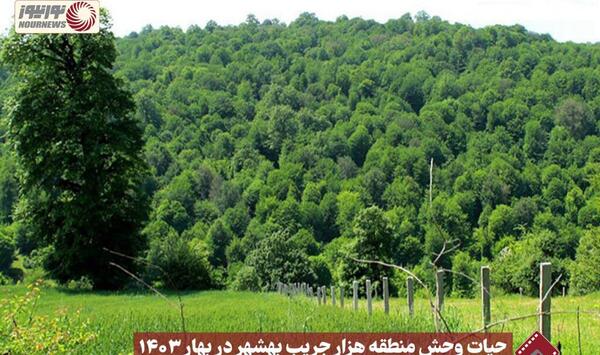 عکس پلنگ سیاه در ایران