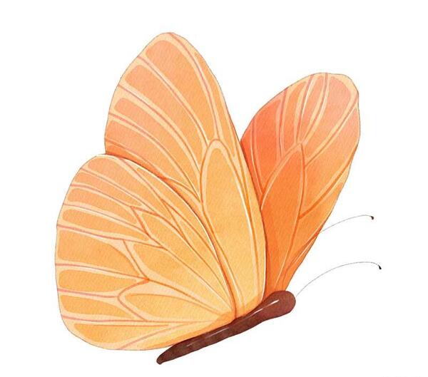 عکس لایه باز پروانه
