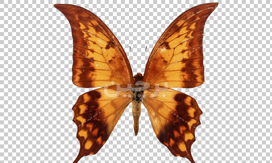 عکس لایه باز پروانه