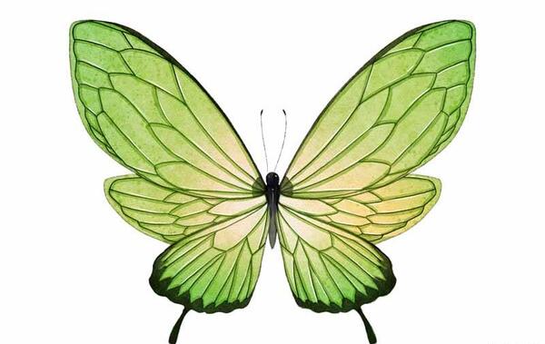 عکس لایه باز پروانه