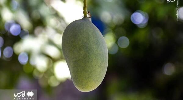 عکس شکوفه انبه