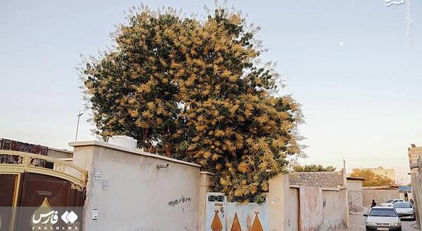 عکس شکوفه انبه