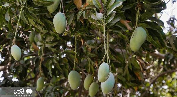 عکس شکوفه انبه