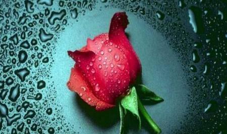 عکس گل سبز برای پروفایل