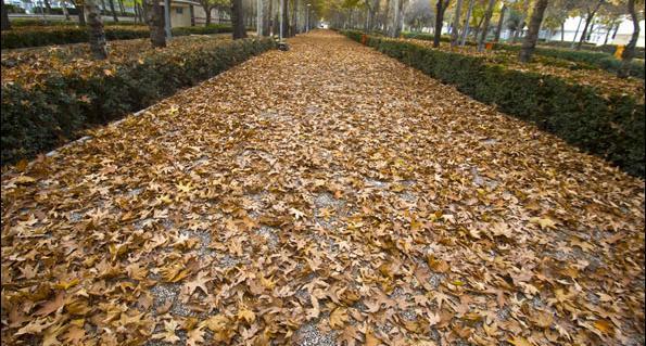 عکس زیبا طبیعت پاییز