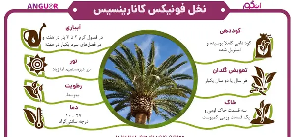عکس درخت فونیکس
