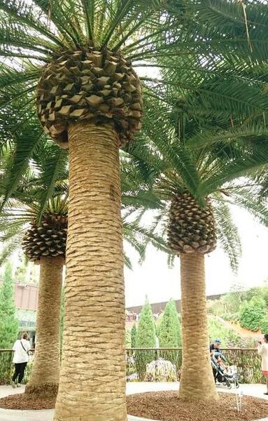 عکس درخت فونیکس