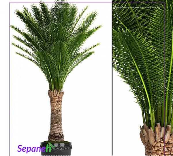عکس درخت فونیکس