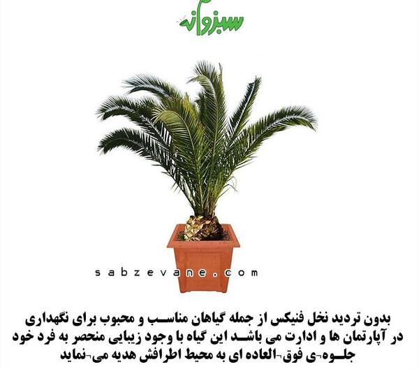 عکس درخت فونیکس