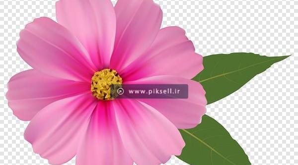عکس گل ساده