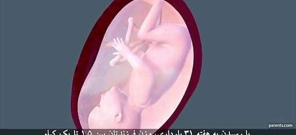عکس نوزاد یک ماهه در شکم مادر