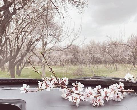 عکس بهار برای پروفایل
