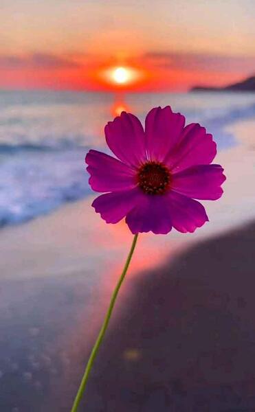 عکس گل بدون نوشته برای پروفایل