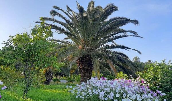 عکس طبیعت اهواز