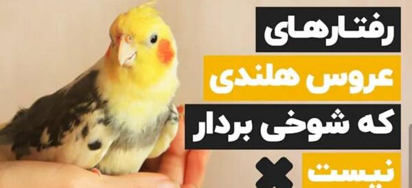عکس عروس هلندی افسرده
