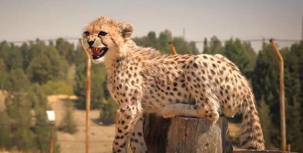 عکس یوز پلنگ ایرانی
