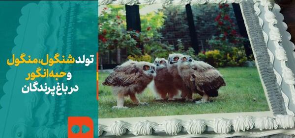 عکس جغد شاه بوف