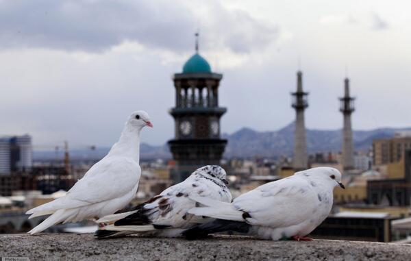 عکس کفشداری حرم امام رضا