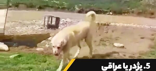 عکس سگ های وحشی ایرانی