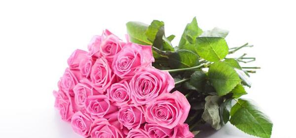 عکسهای گل لاله زیبا