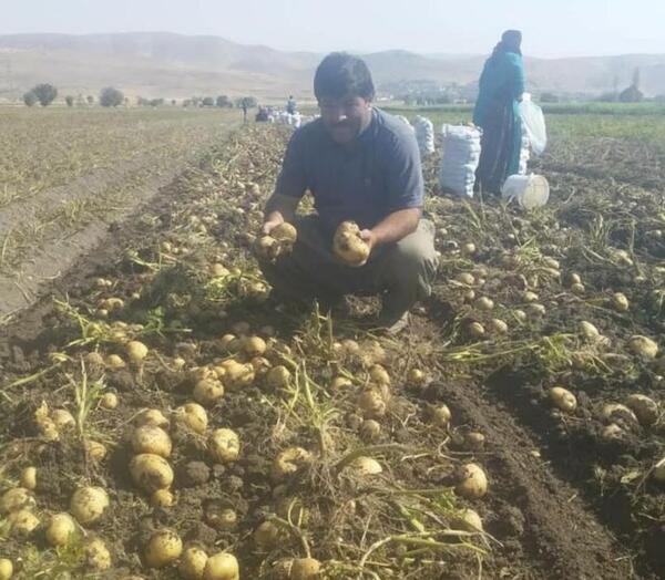 عکس زمین سیب زمینی