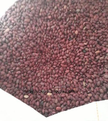عکس لوبیا سیاه