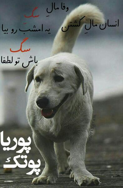 عکس نوشته پوریا پوتک