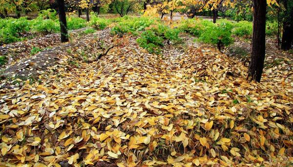 عکس از طبیعت پاییزی ایران