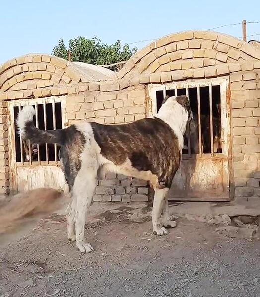 عکس سگ کویر