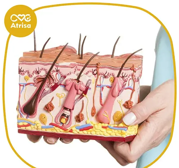 عکس ساختمان پوست