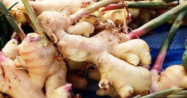 عکس کاشت زنجبیل