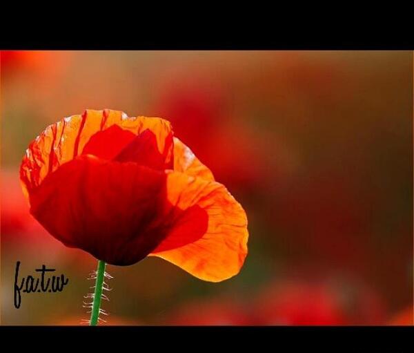 عکس نوشته شقایق اینجا من خیلی غریبم