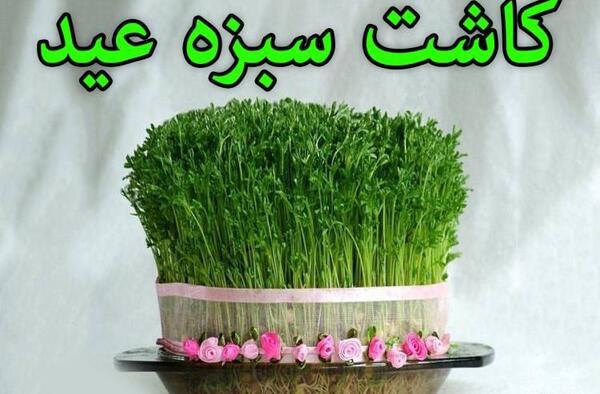 عکس سبزه با لوبیا