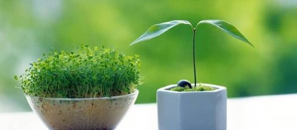 عکس سبزه با لوبیا