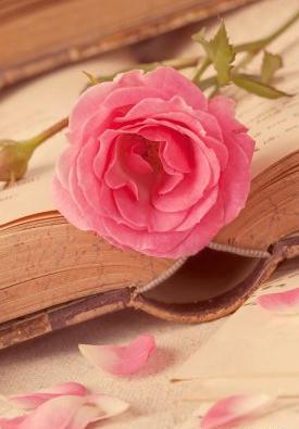 عکس گل قلبی