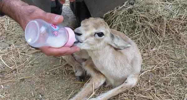 عکس آهو زنده
