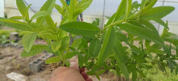 عکس آویشن باغی