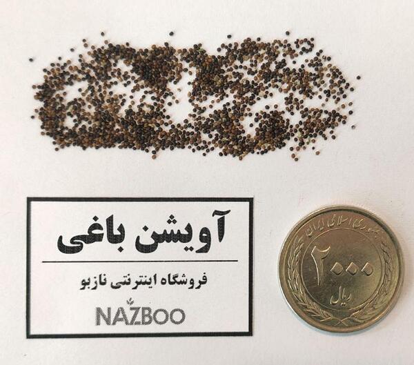 عکس آویشن باغی