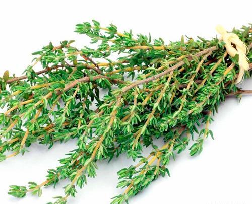 عکس آویشن باغی