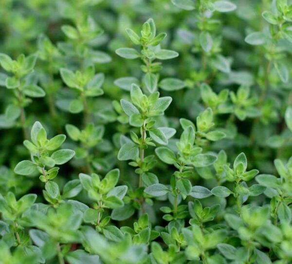 عکس آویشن باغی