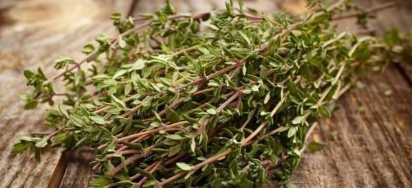 عکس آویشن باغی