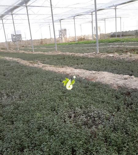 عکس آویشن باغی