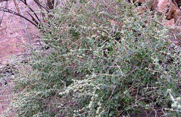 عکس آویشن باغی