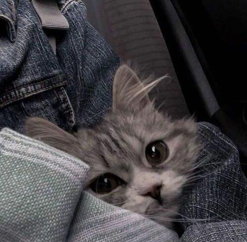 عکس های مود ویسگون