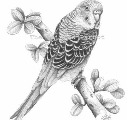 عکس طوطی سیاه قلم
